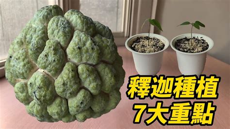 釋迦盆栽|【釋迦盆栽】在家就能享美味！釋迦盆栽種植秘訣，讓你輕鬆收穫。